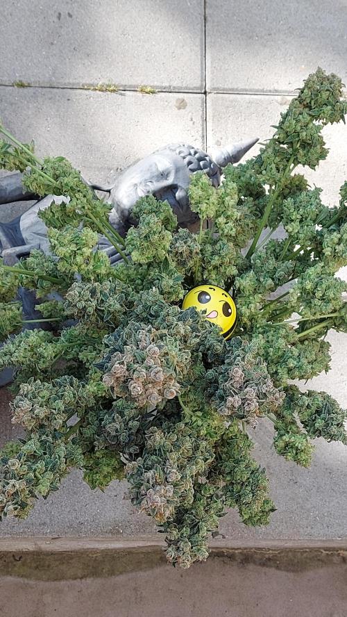 BEE HAPPY MAC 1 AUTO AUTOPOT #Dryrocket. Week 13