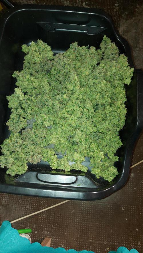 BEE HAPPY MAC 1 AUTO AUTOPOT #Dryrocket. Week 13