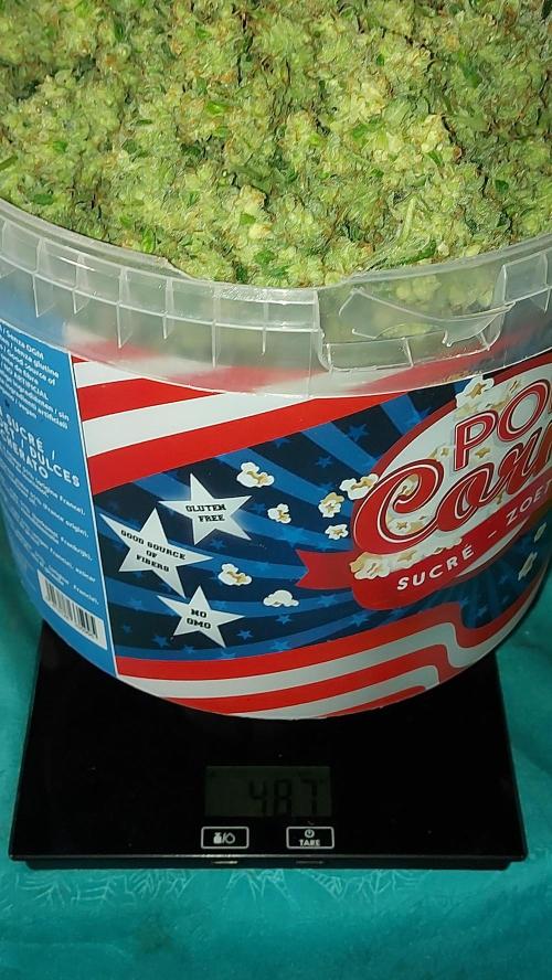 BEE HAPPY MAC 1 AUTO AUTOPOT #Dryrocket. Week 13