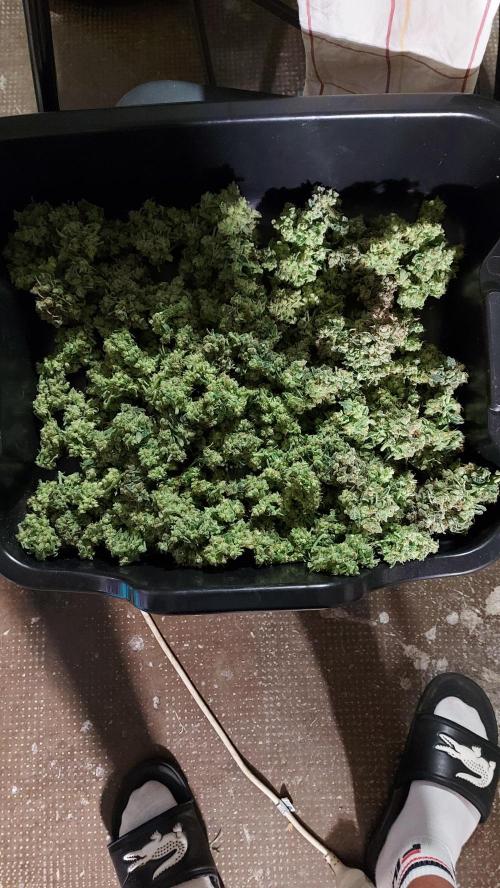 BEE HAPPY MAC 1 AUTO AUTOPOT #Dryrocket. Week 13