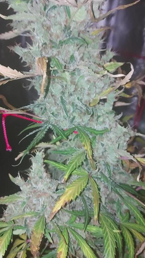 SPIRIT MAC 1 ( 2 ème plante )