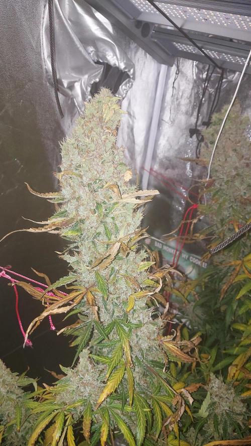 SPIRIT MAC 1 ( 2 ème plante ). Week 13