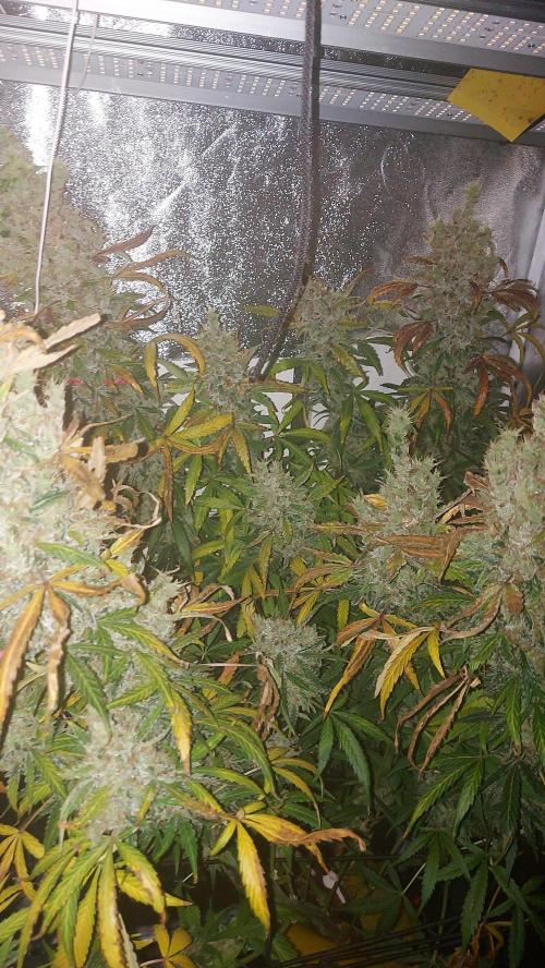 SPIRIT MAC 1 ( 2 ème plante ). Week 13
