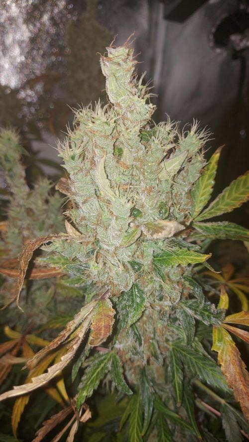 SPIRIT MAC 1 ( 2 ème plante ). Week 13