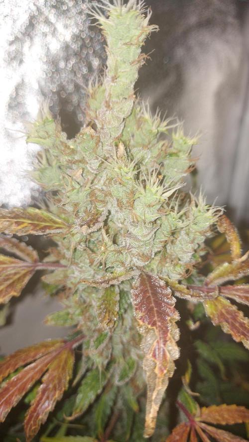 SPIRIT MAC 1 ( 2 ème plante ). Week 13
