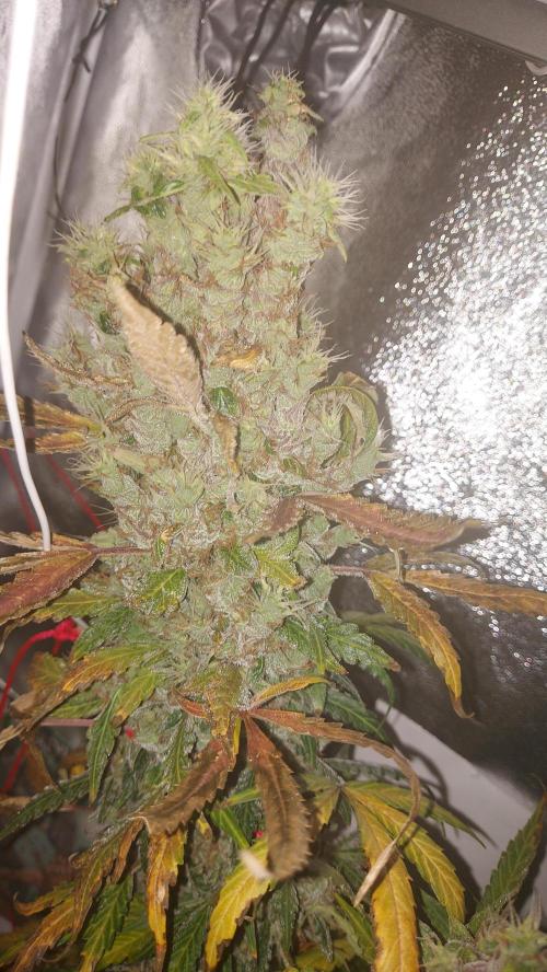 SPIRIT MAC 1 ( 2 ème plante ). Week 13