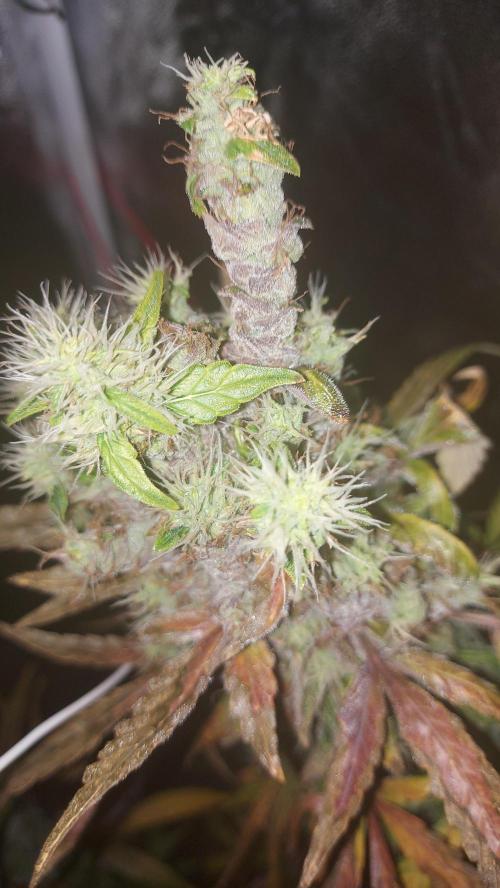 SPIRIT MAC 1 ( 2 ème plante ). Week 13