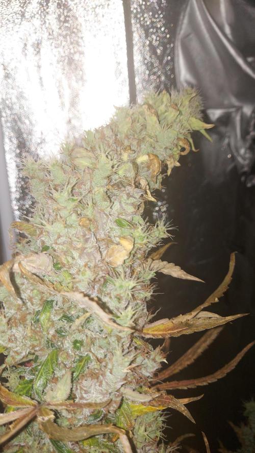 SPIRIT MAC 1 ( 2 ème plante ). Week 13