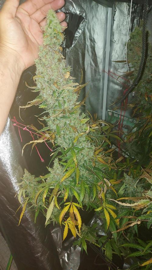 SPIRIT MAC 1 ( 2 ème plante ). Week 13