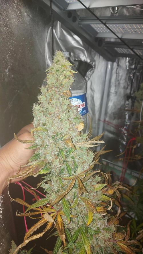 SPIRIT MAC 1 ( 2 ème plante ). Week 13