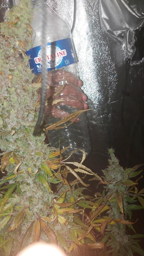 SPIRIT MAC 1 ( 2 ème plante ). Week 13
