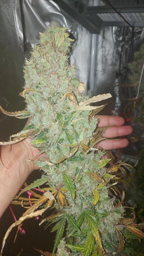 SPIRIT MAC 1 ( 2 ème plante ). Week 13