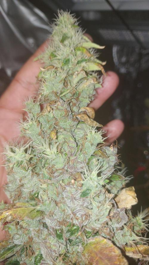 SPIRIT MAC 1 ( 2 ème plante ). Week 13