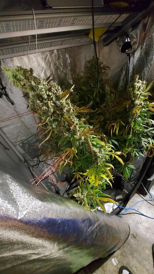 SPIRIT MAC 1 ( 2 ème plante ). Week 13
