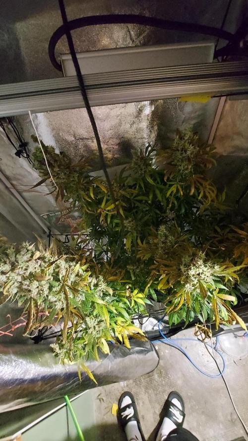 SPIRIT MAC 1 ( 2 ème plante ). Week 13