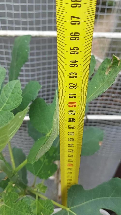 plante figue biotabs outdor