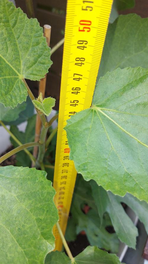 plante figue biotabs outdor. Week 6