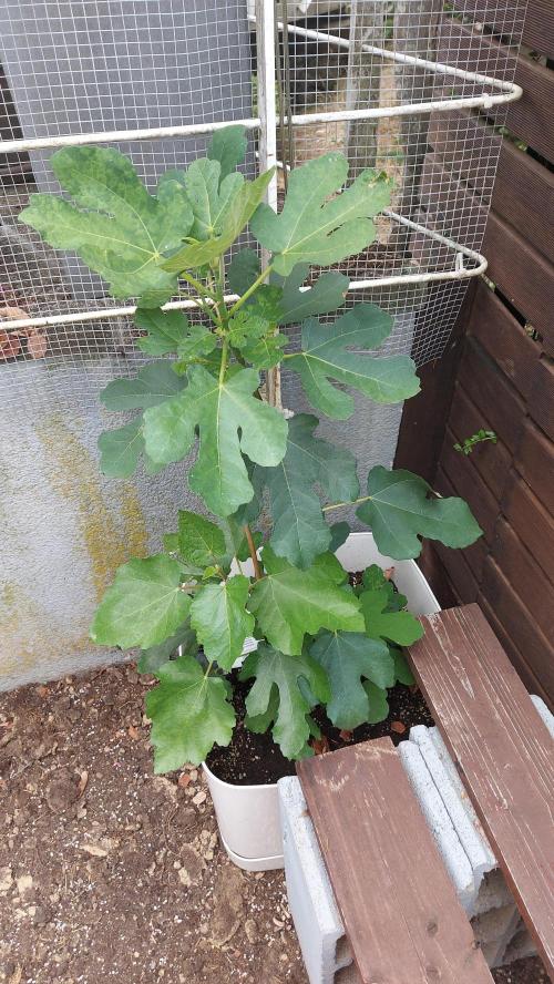 plante figue biotabs outdor. Week 6