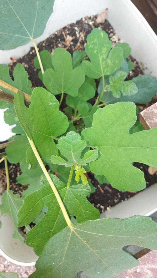 plante figue biotabs outdor. Week 6