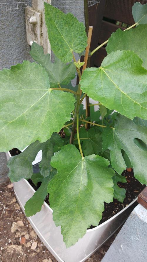 plante figue biotabs outdor. Week 6