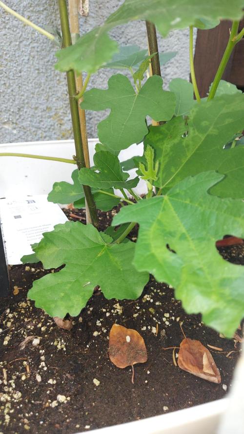 plante figue biotabs outdor. Week 6