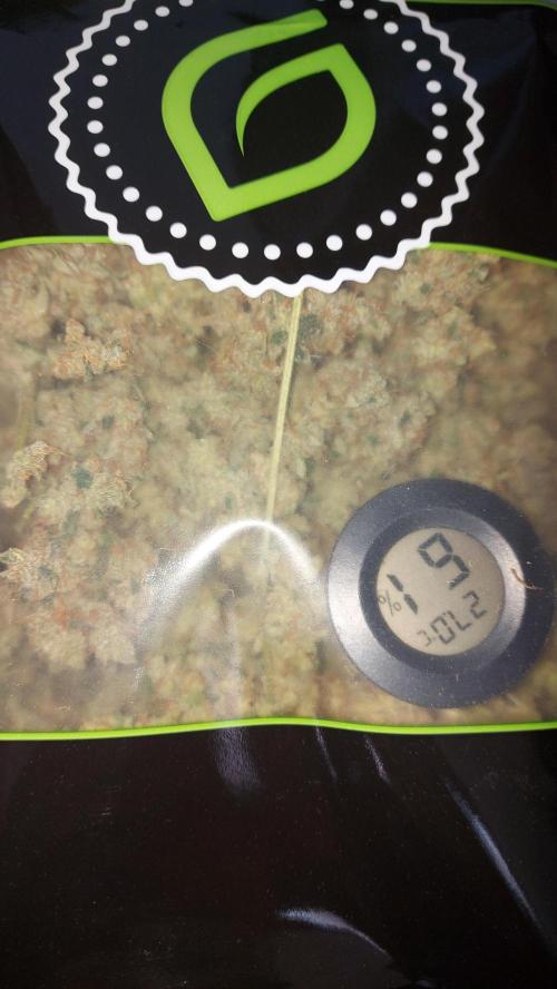 BEE HAPPY MAC 1 AUTO AUTOPOT #Dryrocket. Week 13