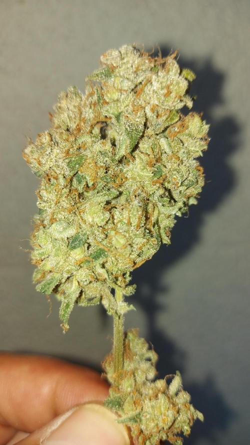 BEE HAPPY MAC 1 AUTO AUTOPOT #Dryrocket. Week 13