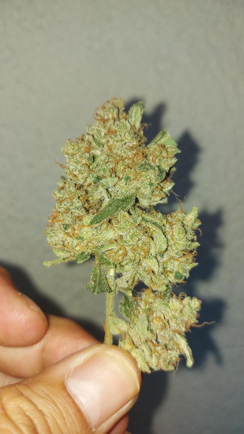 BEE HAPPY MAC 1 AUTO AUTOPOT #Dryrocket. Week 13