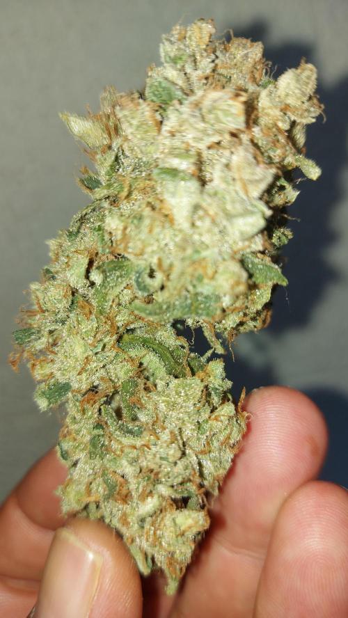 BEE HAPPY MAC 1 AUTO AUTOPOT #Dryrocket. Week 13