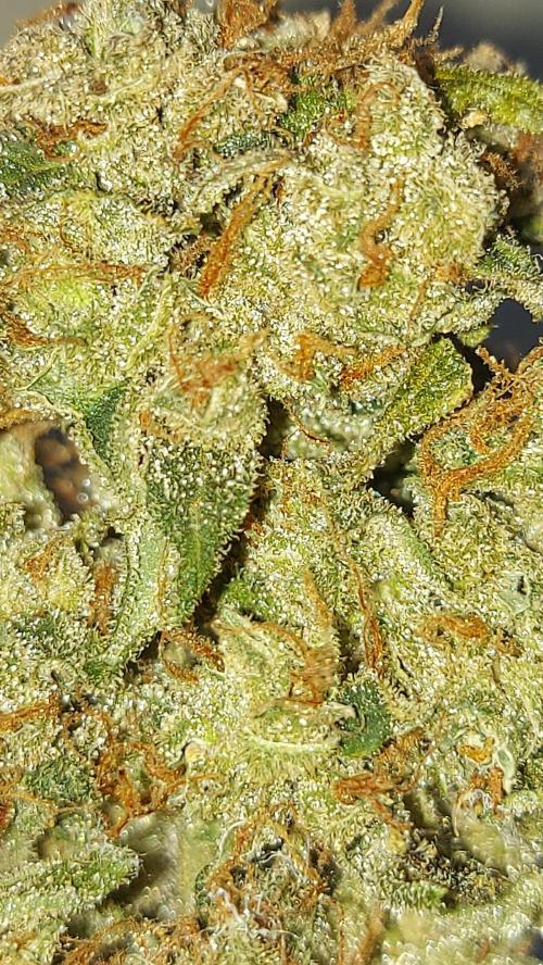 BEE HAPPY MAC 1 AUTO AUTOPOT #Dryrocket. Week 13
