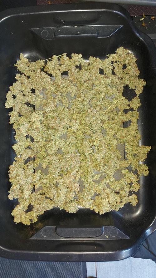 BEE HAPPY MAC 1 AUTO AUTOPOT #Dryrocket. Week 13