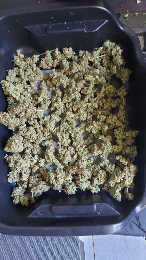 BEE HAPPY MAC 1 AUTO AUTOPOT #Dryrocket. Week 13