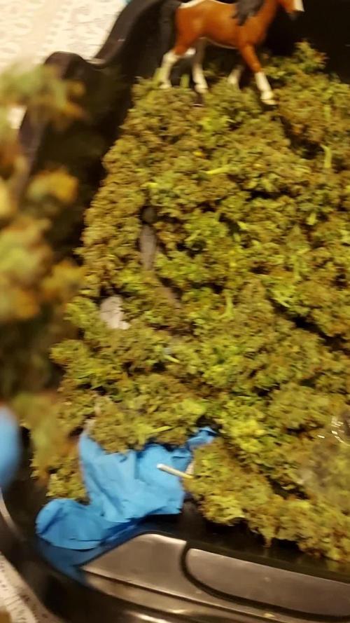 SPIRIT MAC 1 ( 2 ème plante )
