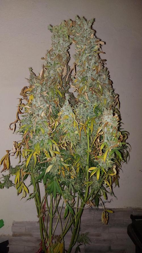 SPIRIT MAC 1 ( 2 ème plante ). Week 14