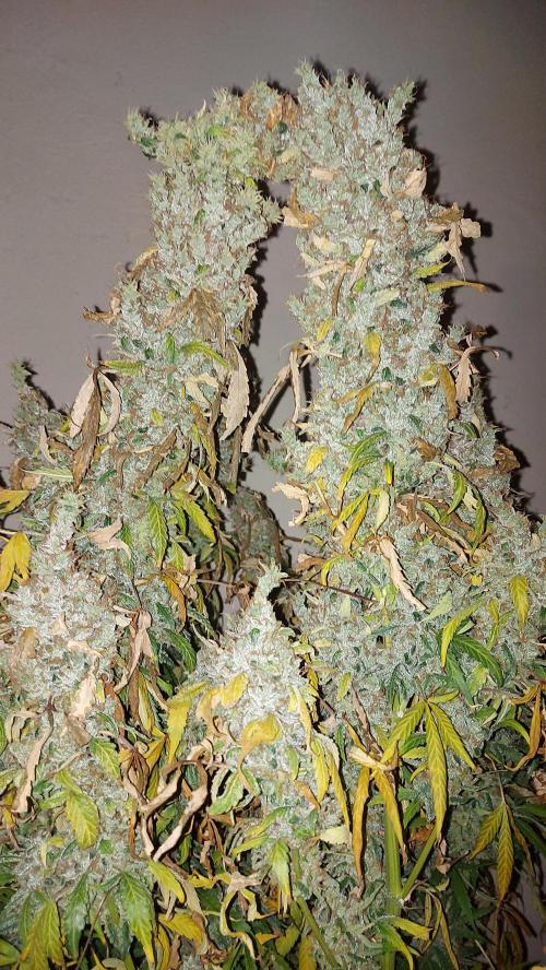 SPIRIT MAC 1 ( 2 ème plante ). Week 14