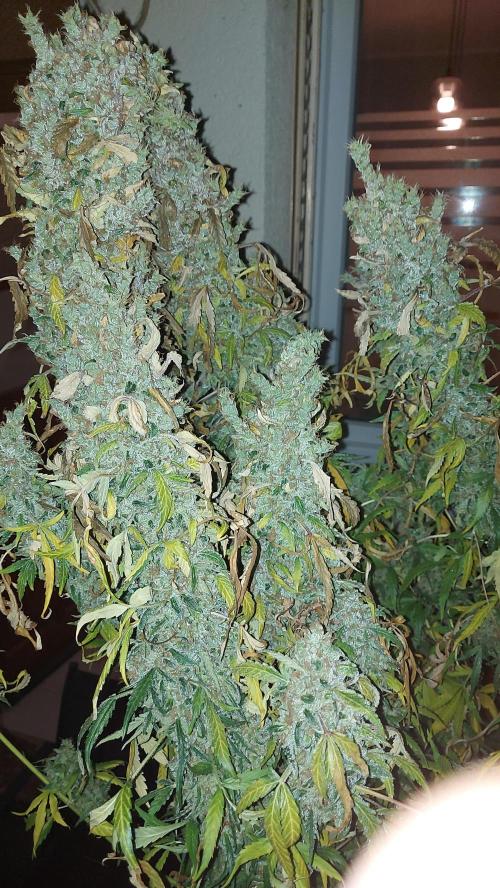 SPIRIT MAC 1 ( 2 ème plante ). Week 14