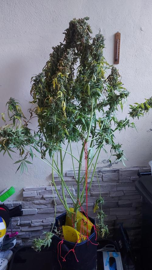 SPIRIT MAC 1 ( 2 ème plante ). Week 14