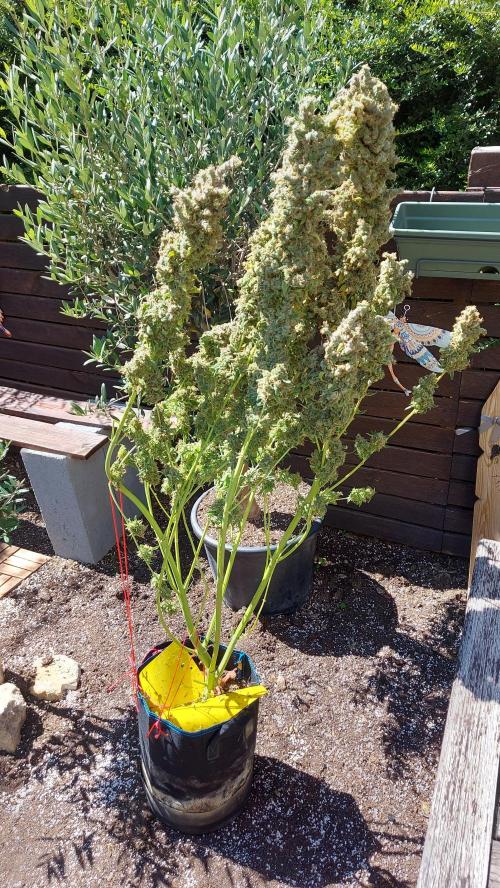 SPIRIT MAC 1 ( 2 ème plante ). Week 14