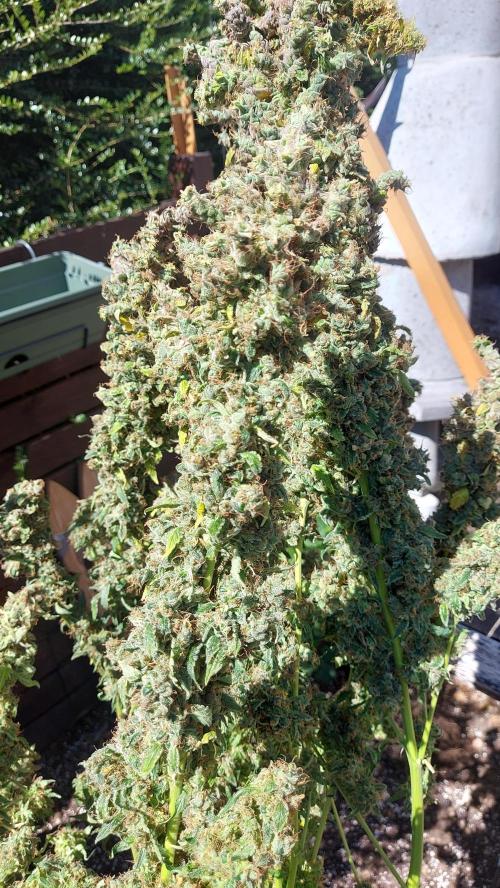 SPIRIT MAC 1 ( 2 ème plante ). Week 14