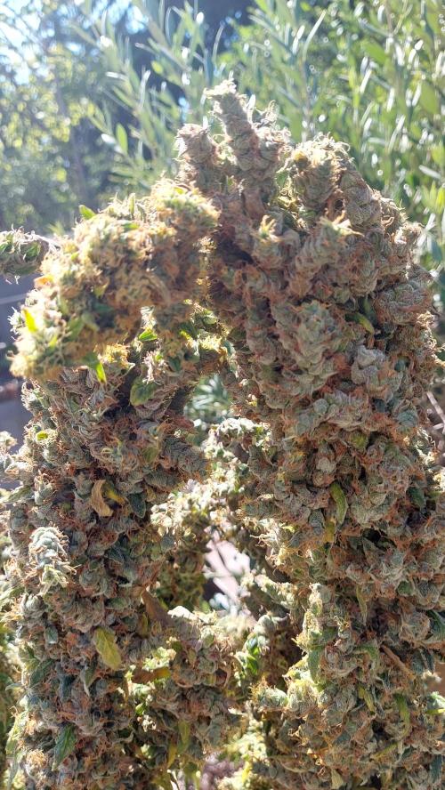 SPIRIT MAC 1 ( 2 ème plante ). Week 14