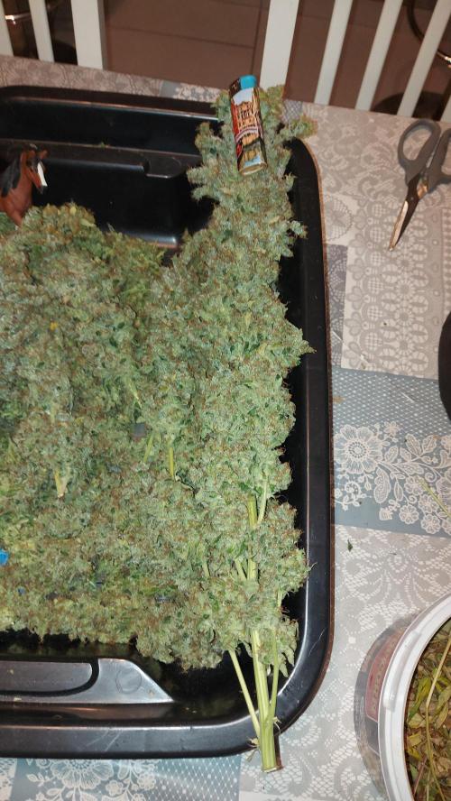 SPIRIT MAC 1 ( 2 ème plante ). Week 14