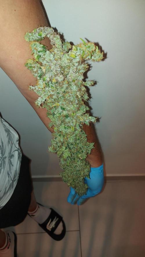 SPIRIT MAC 1 ( 2 ème plante ). Week 14