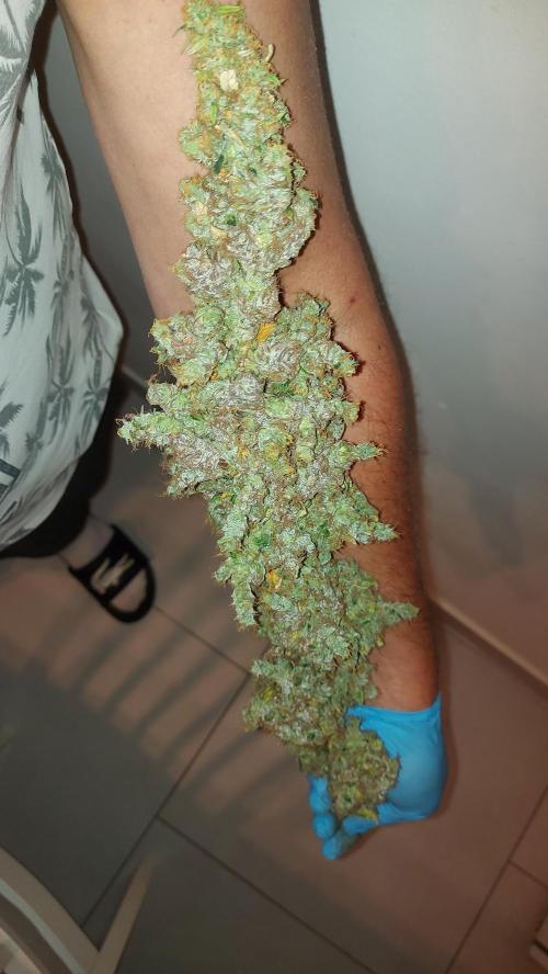SPIRIT MAC 1 ( 2 ème plante ). Week 14