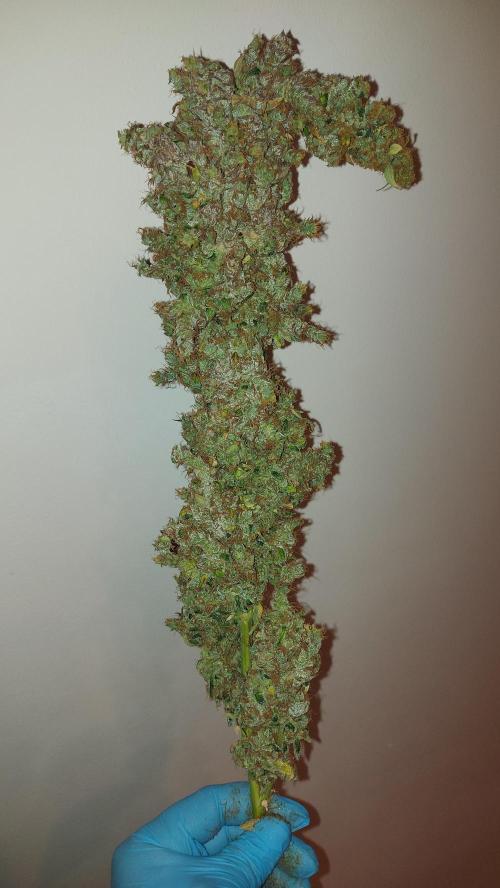 SPIRIT MAC 1 ( 2 ème plante ). Week 14