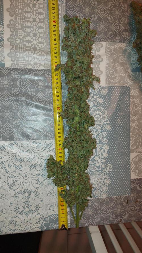 SPIRIT MAC 1 ( 2 ème plante ). Week 14