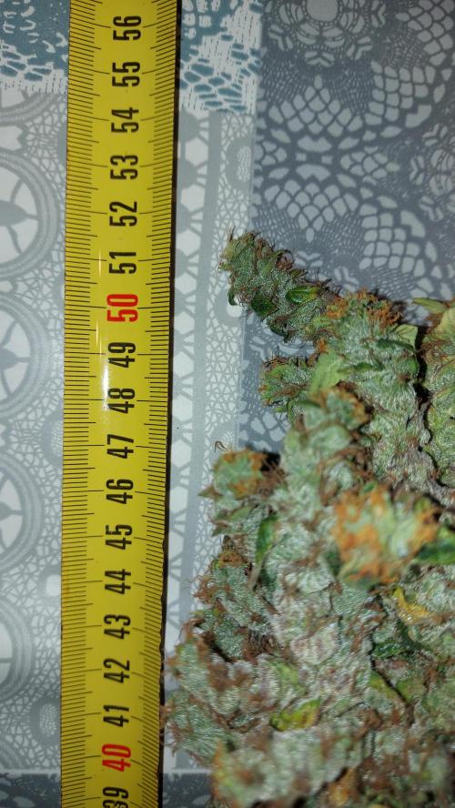 SPIRIT MAC 1 ( 2 ème plante ). Week 14