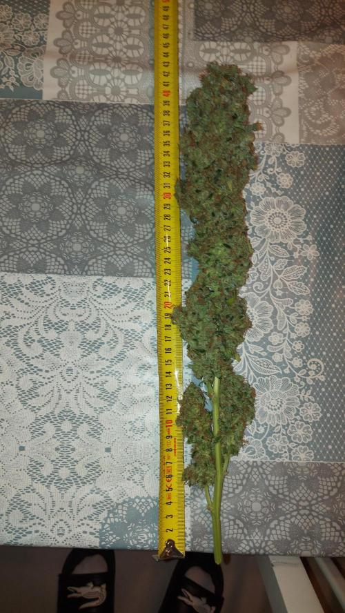 SPIRIT MAC 1 ( 2 ème plante ). Week 14