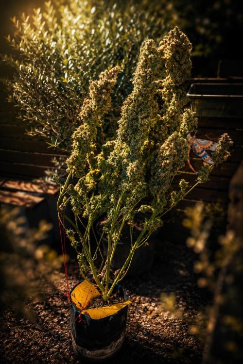 MAC1 Autoflower. Week 14