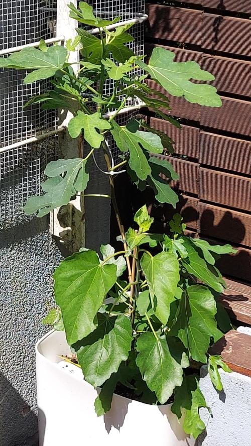 plante figue biotabs outdor. Week 7