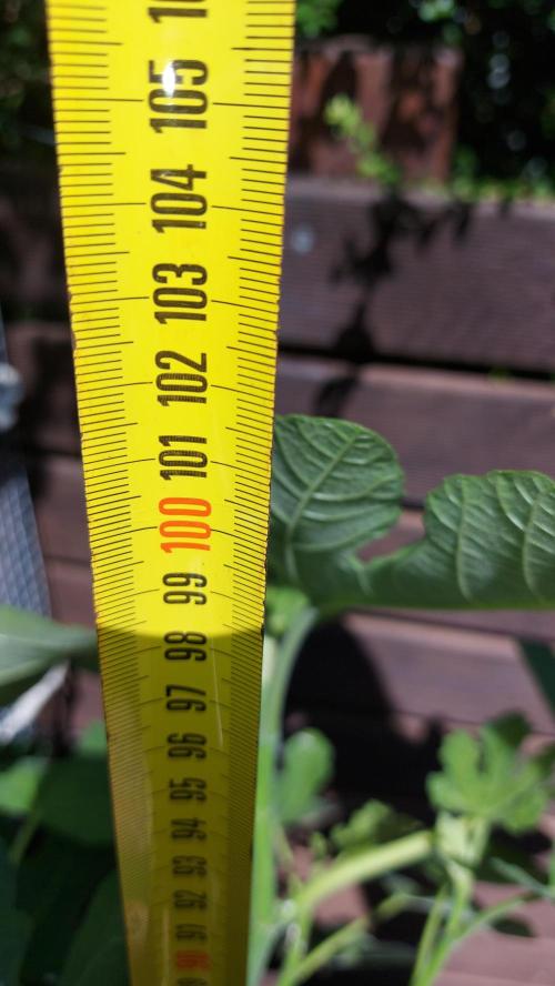 plante figue biotabs outdor. Week 7